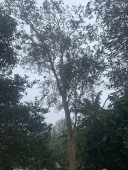 Psidium guajava