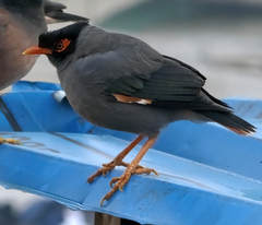 Acridotheres ginginianus