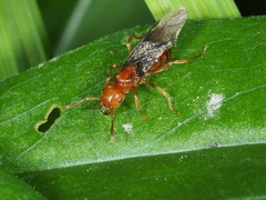Lasius interjectus