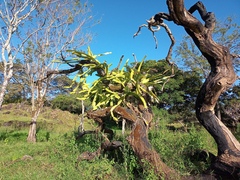 Selenicereus undatus