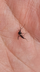 Aedes aegypti
