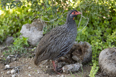 Pternistis afer castaneiventer