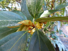 Actinodaphne hookeri