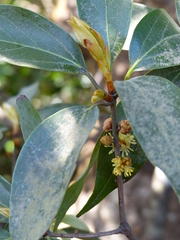 Actinodaphne hookeri