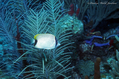 Chaetodon sedentarius