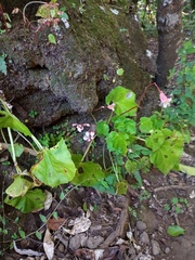 Begonia sericoneura image