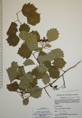 Crataegus acutifolia