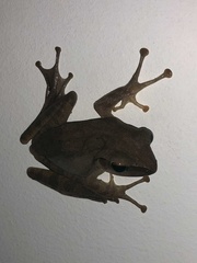 Polypedates megacephalus