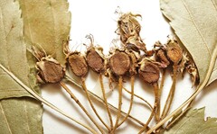 Crataegus acutifolia