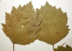 Crataegus acutifolia