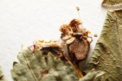 Crataegus acutifolia