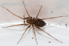 Agelenidae