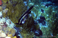 Pomacanthus arcuatus