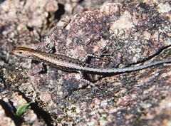 Lampropholis mirabilis