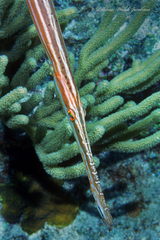 Aulostomus maculatus