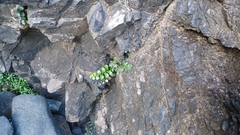 Asplenium difforme