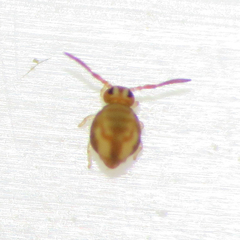 Sminthurinus henshawi