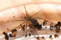 Agelenidae