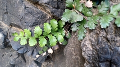 Asplenium difforme