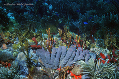 Callyspongia aculeata