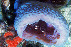 Callyspongia plicifera