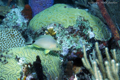 Hypoplectrus unicolor