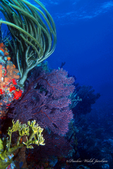 Iciligorgia schrammi