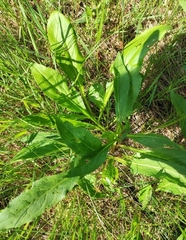Solidago virgaurea