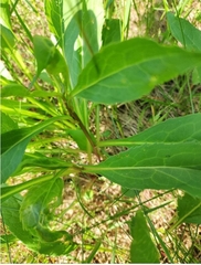 Solidago virgaurea