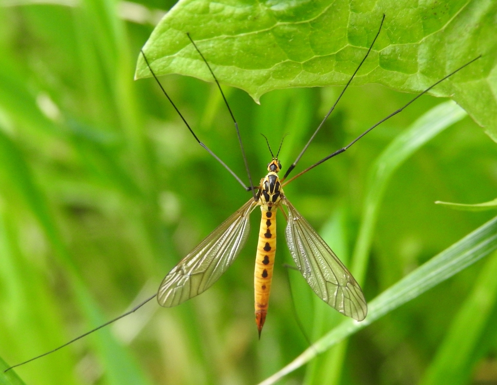 Nephrotoma flavescens
