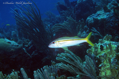 Mulloidichthys martinicus