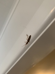 Thelyphassa lineata