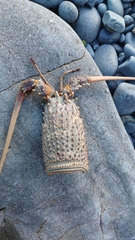 Sagmariasus verreauxi