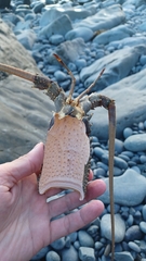 Sagmariasus verreauxi