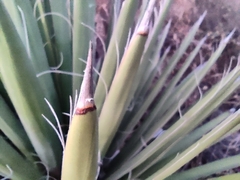 Yucca carnerosana