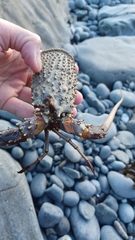 Sagmariasus verreauxi