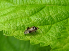 Deraeocoris flavilinea