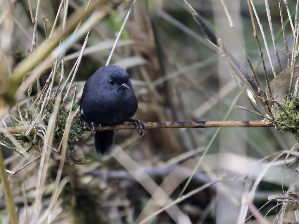Loja Tapaculo photo