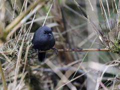 Loja Tapaculo photo 1