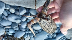 Sagmariasus verreauxi
