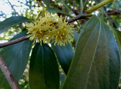 Actinodaphne hookeri