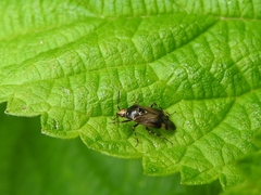Deraeocoris flavilinea