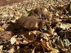 Suillellus amygdalinus