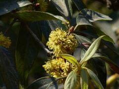 Actinodaphne hookeri