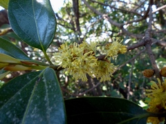 Actinodaphne hookeri