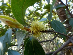 Actinodaphne hookeri