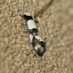 Monopis icterogastra