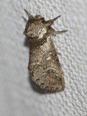 Antithemerastis acrobela