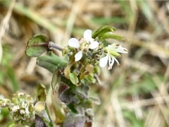 Lepidium heterophyllum