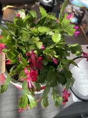 Schlumbergera
